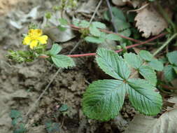 Image of Potentilla sprengeliana Lehm.