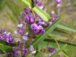 Image of coral-pea