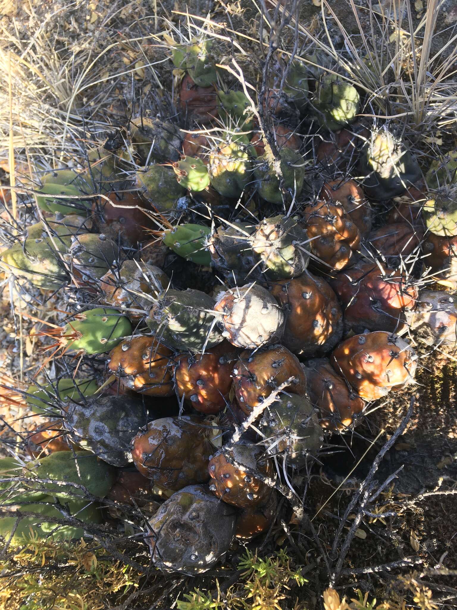 Image of Cumulopuntia boliviana subsp. echinacea (F. Ritter) D. R. Hunt