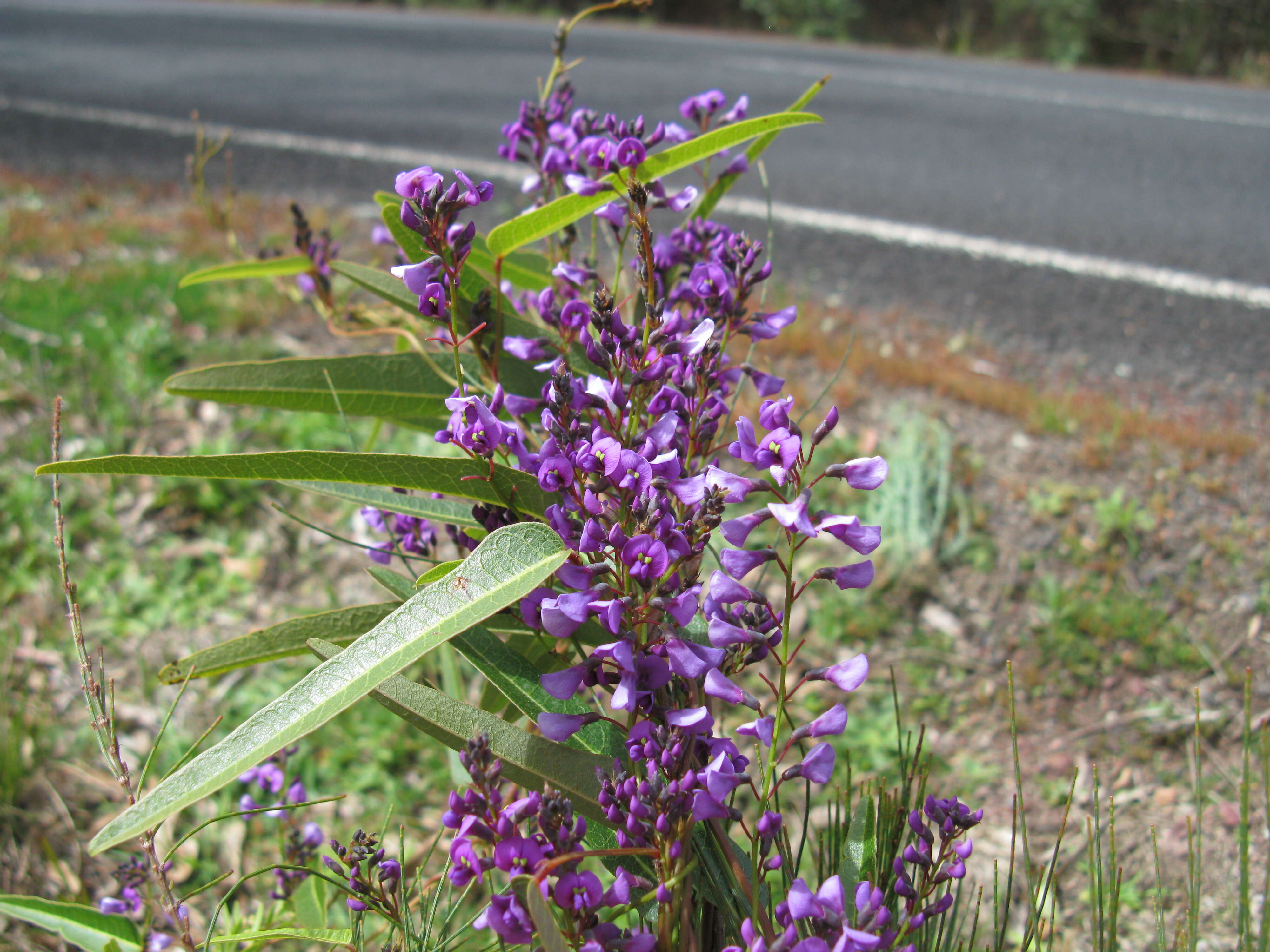 Image of coral-pea