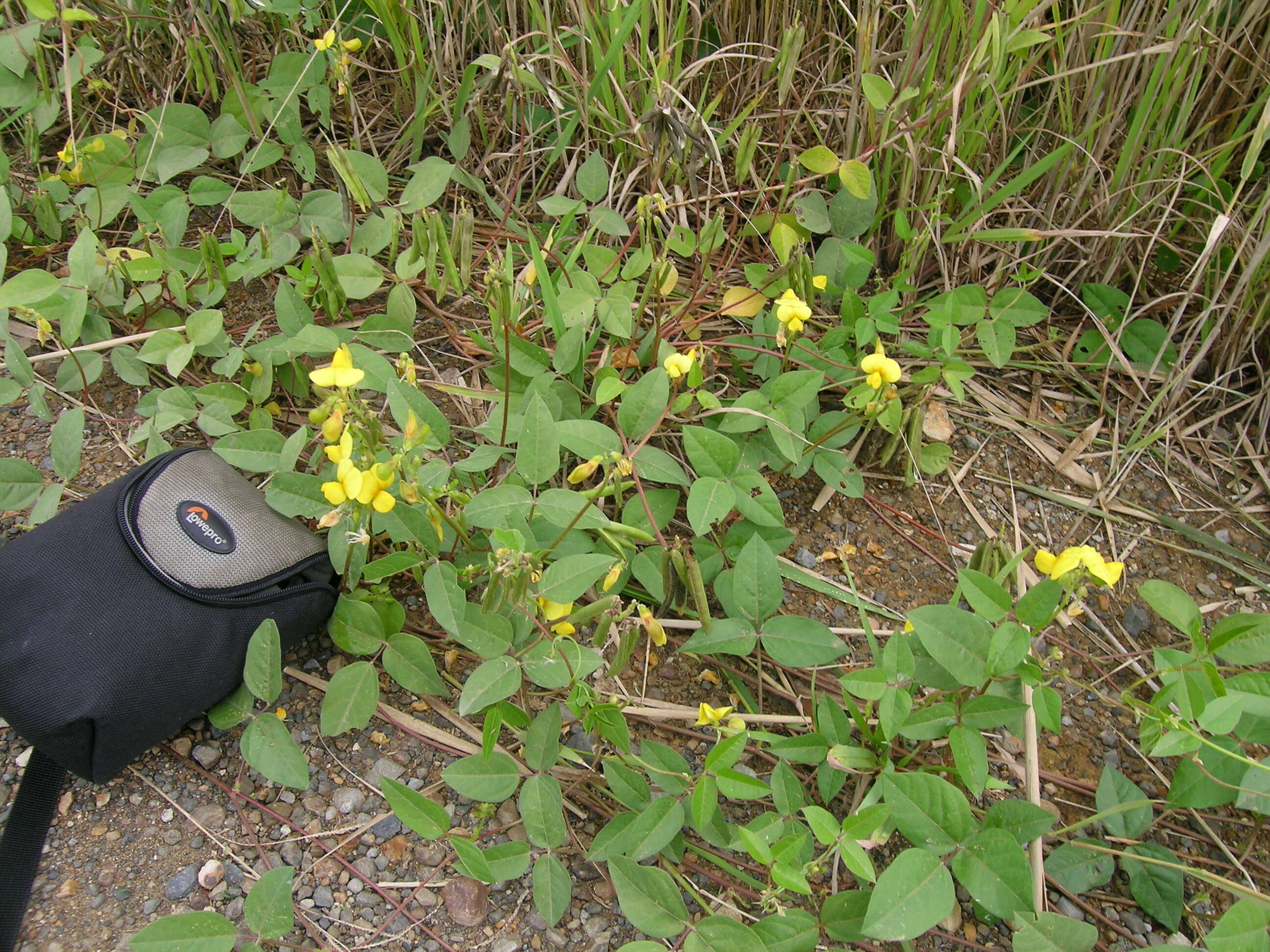 Image of hairypod cowpea