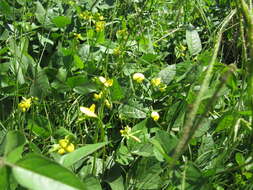 Image of hairypod cowpea