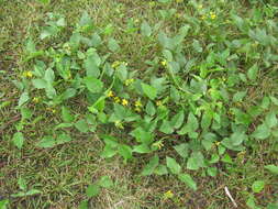 Image of hairypod cowpea