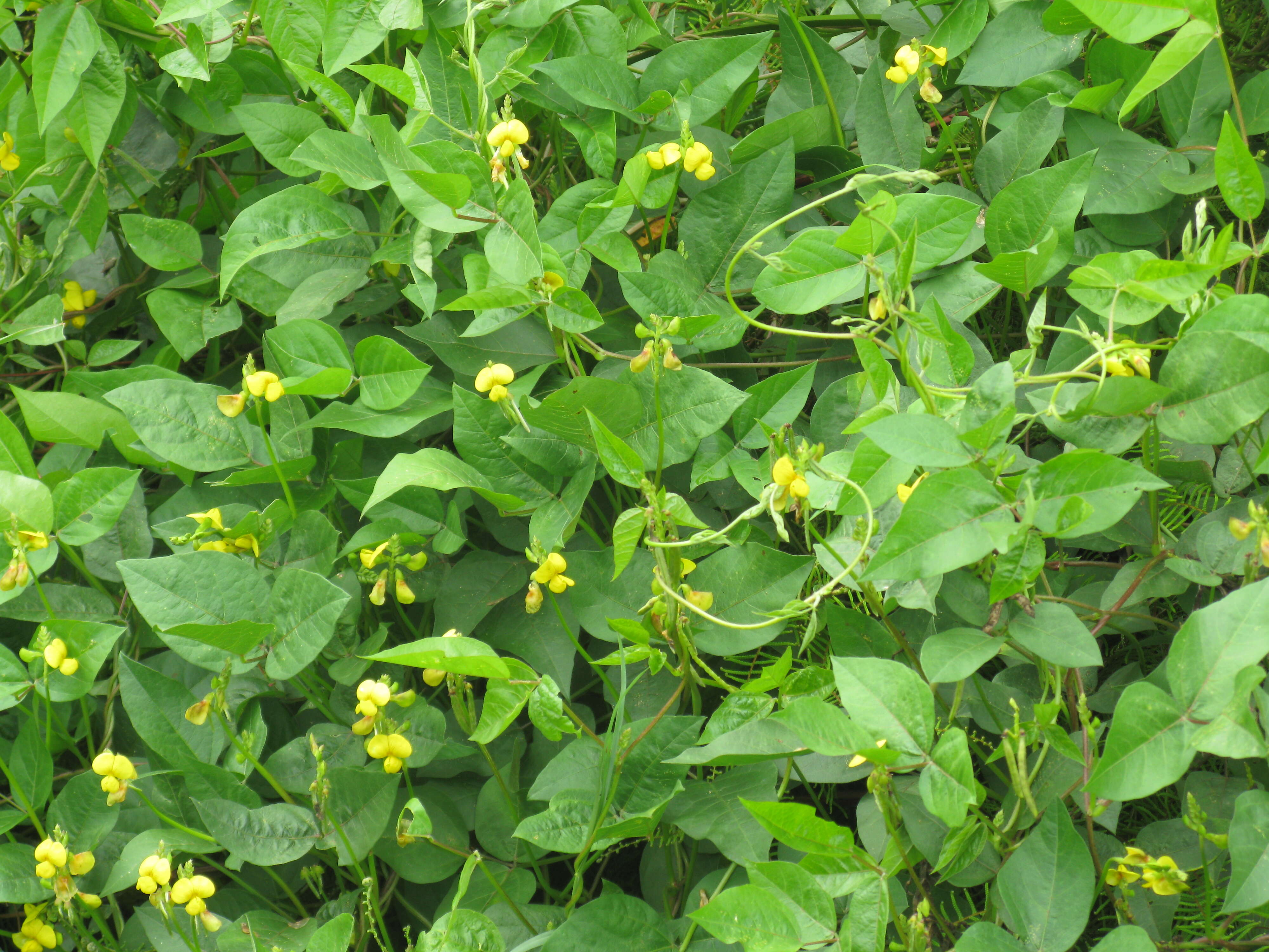 Image of hairypod cowpea