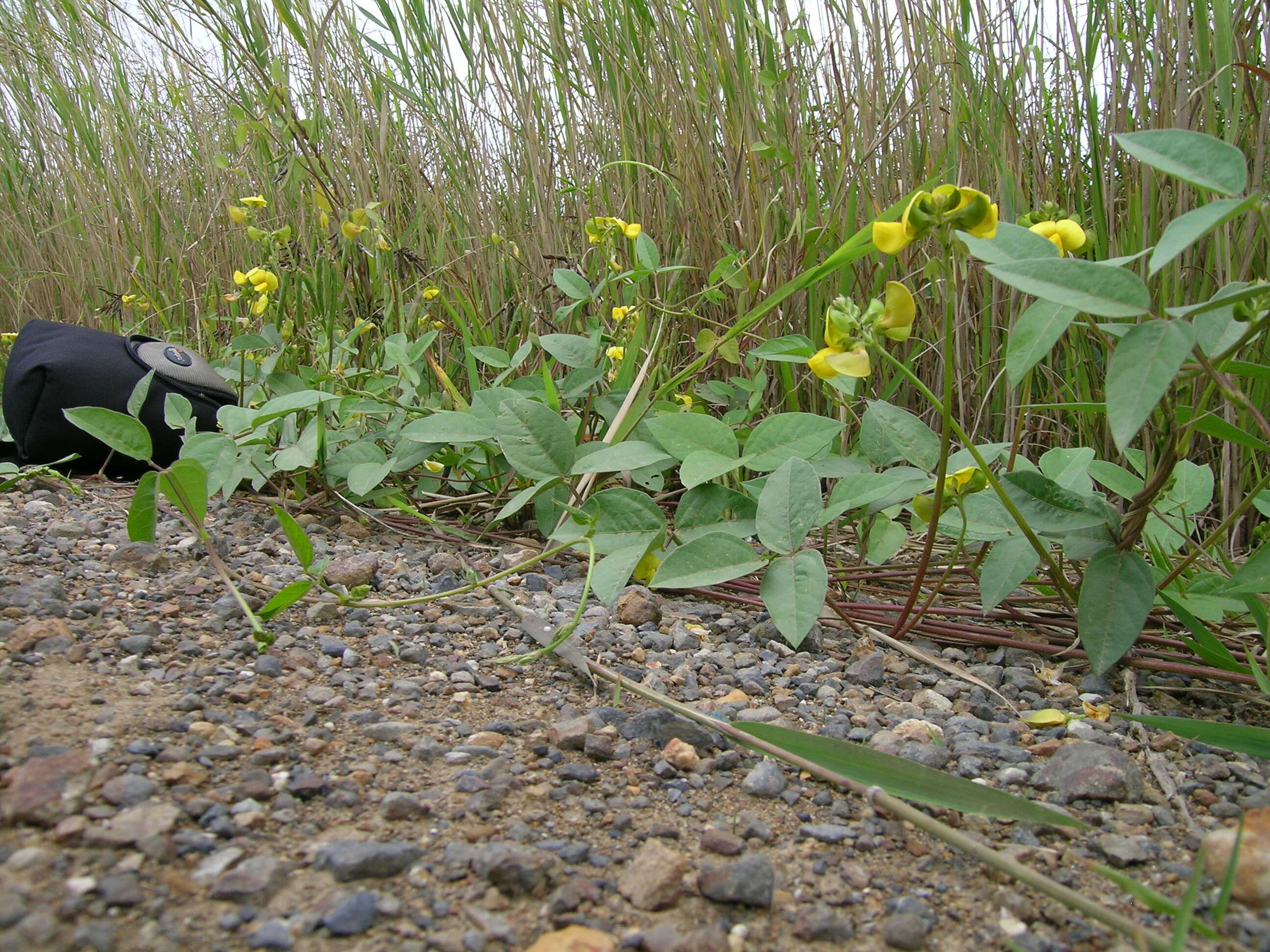 Vigna luteola (Jacq.) Benth. resmi