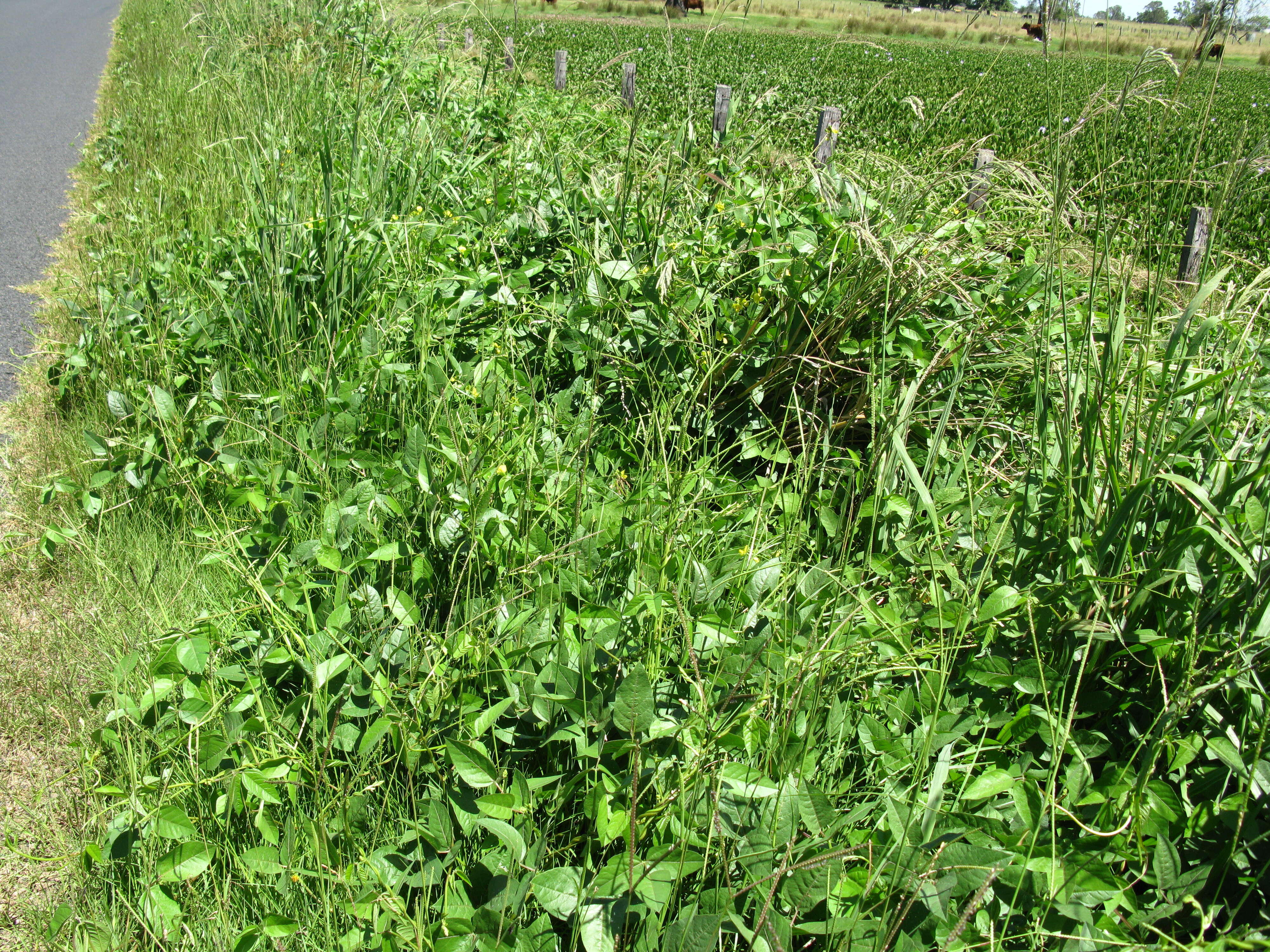 Image of hairypod cowpea