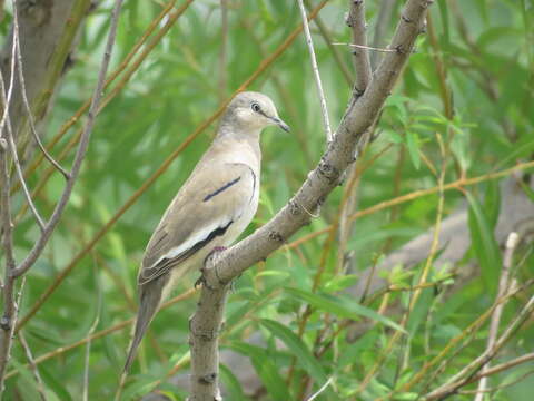 Image of Picui Dove