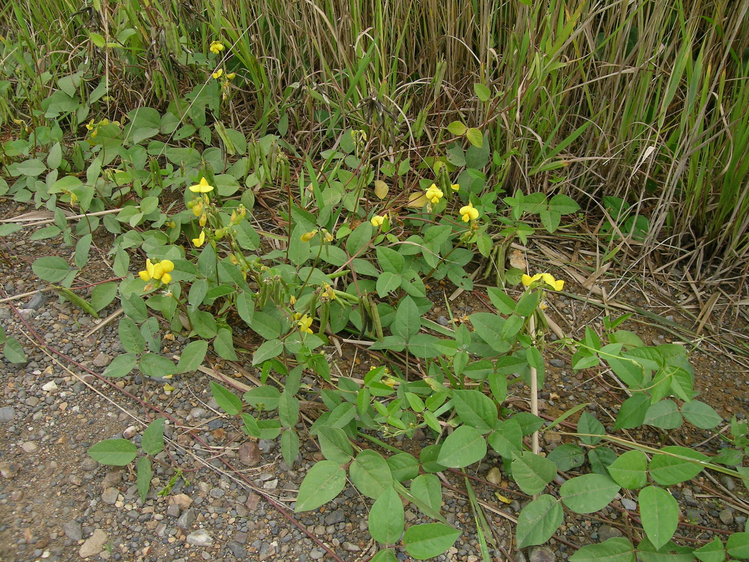 Vigna luteola (Jacq.) Benth. resmi