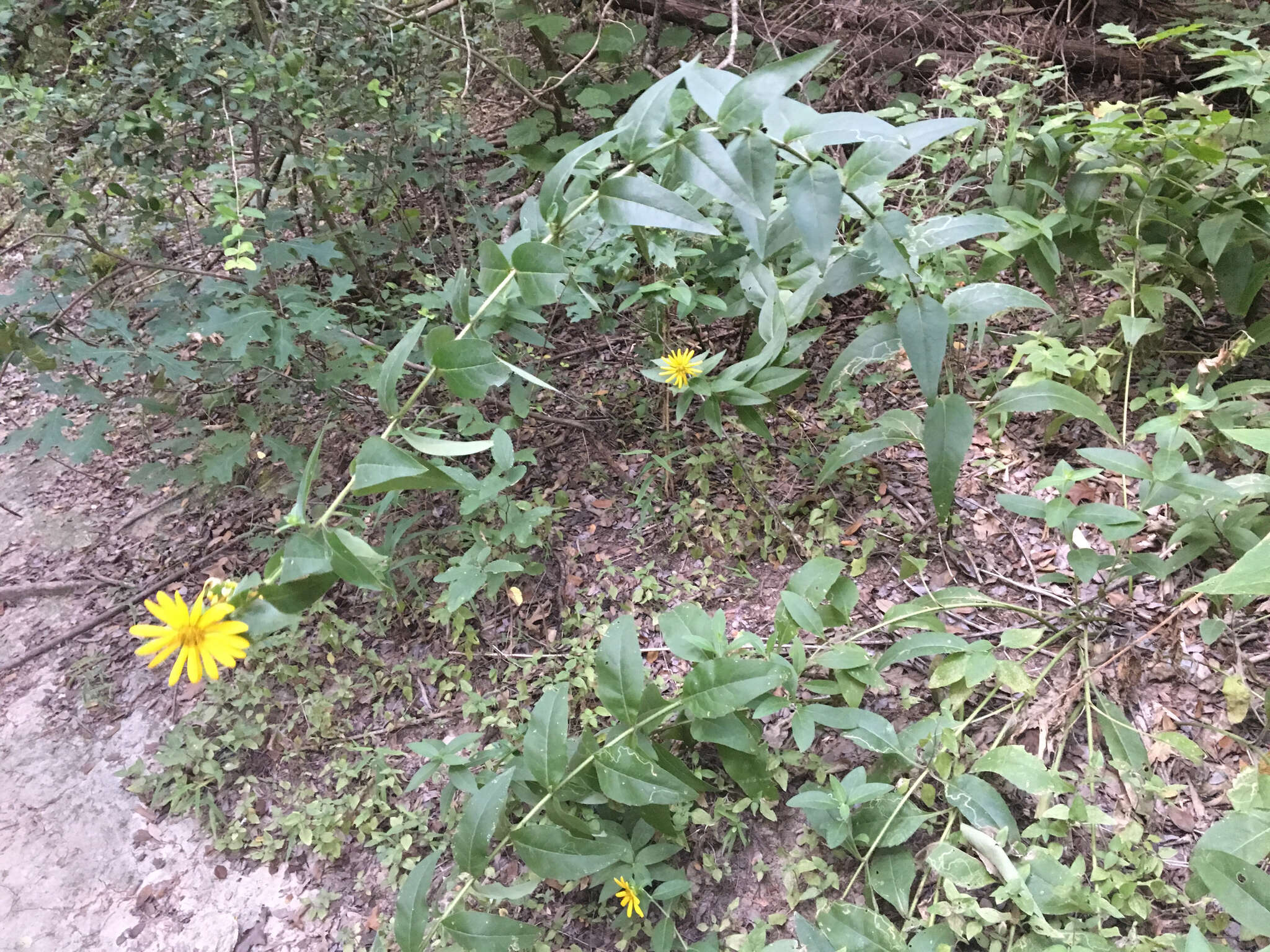 Image de Silphium asteriscus L.