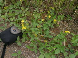 Image of hairypod cowpea