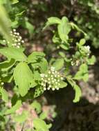 Image of Spiraea pubescens Turcz.