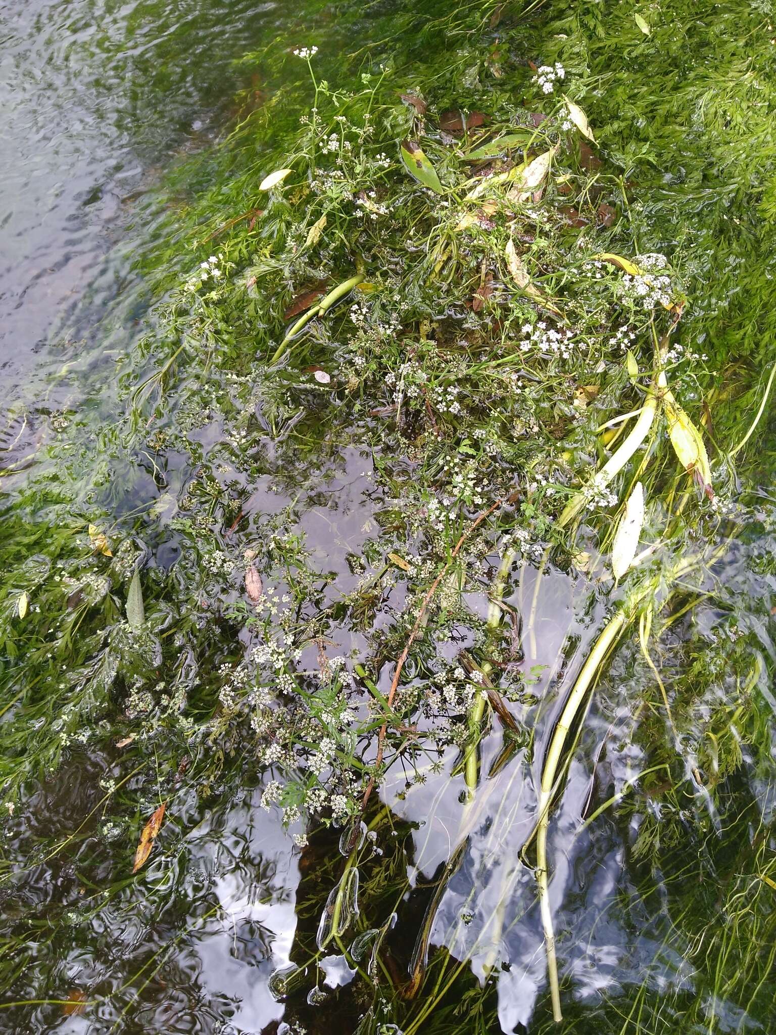 Image of River Water-dropwort