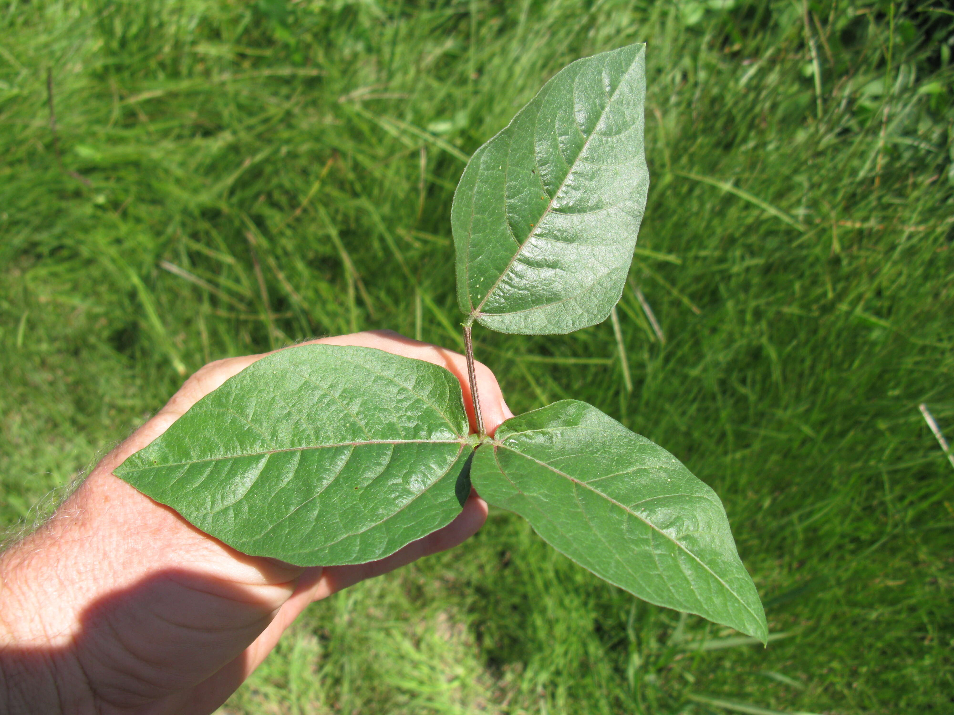 Vigna luteola (Jacq.) Benth. resmi