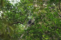 Image of Purple-faced langur