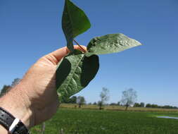 Image of hairypod cowpea