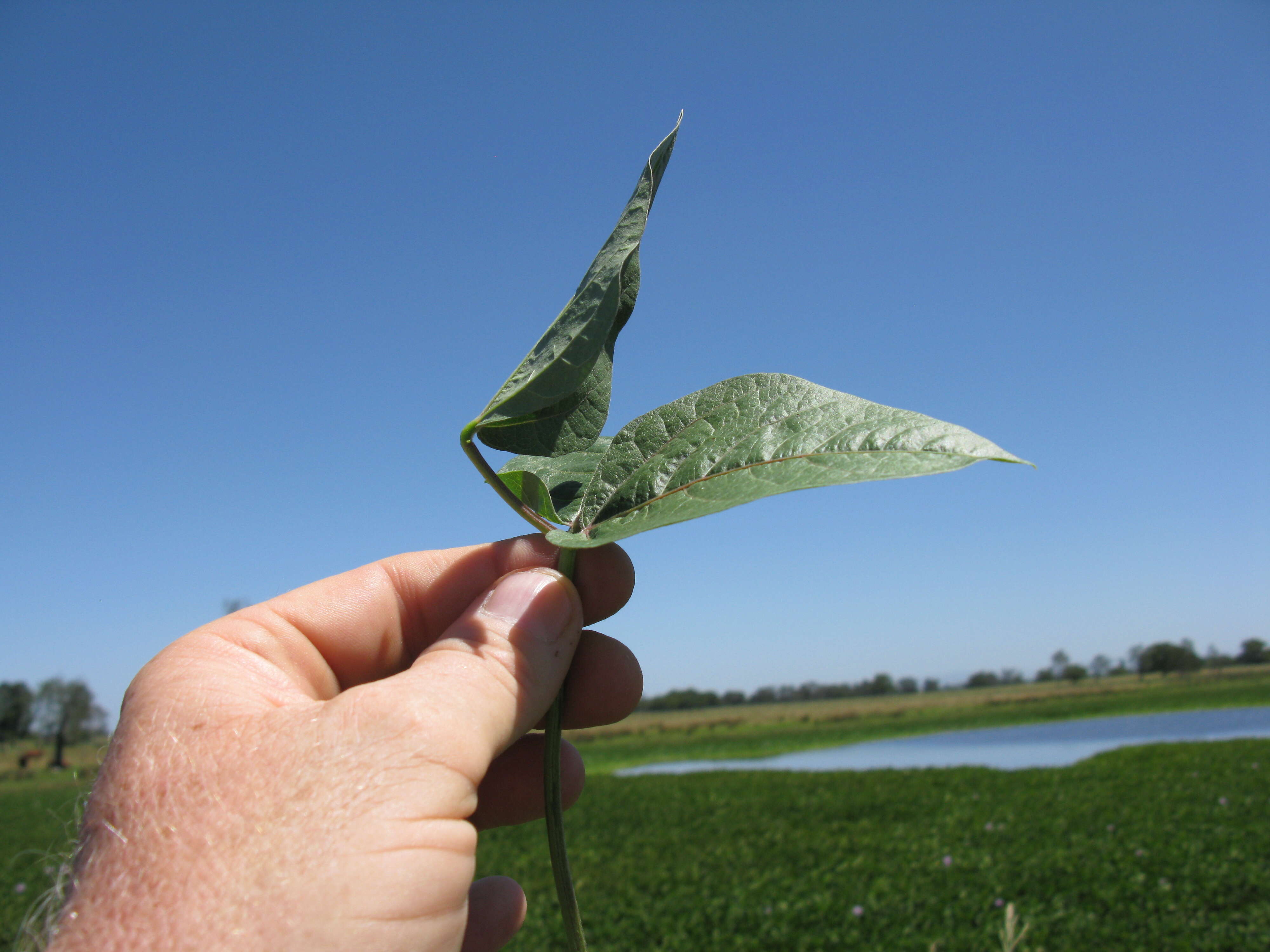 Image of hairypod cowpea