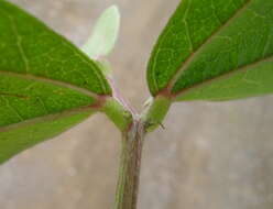 Image of hairypod cowpea