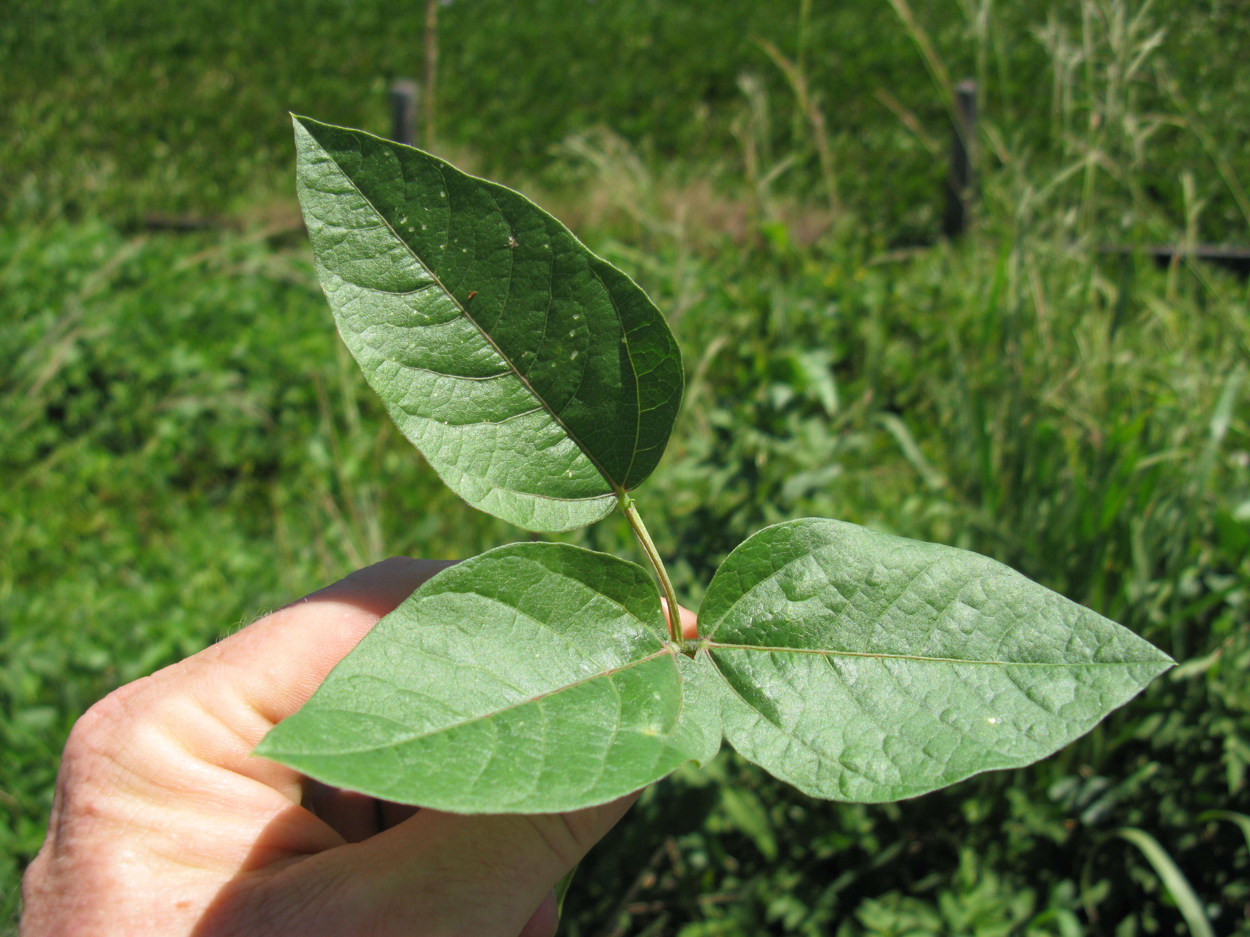 Image of hairypod cowpea