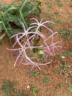 Image de Crinum buphanoides Welw. ex Baker