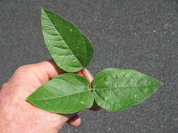 Image of hairypod cowpea