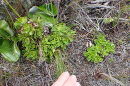 Image of Osmitopsis dentata (Thunb.) Bremer