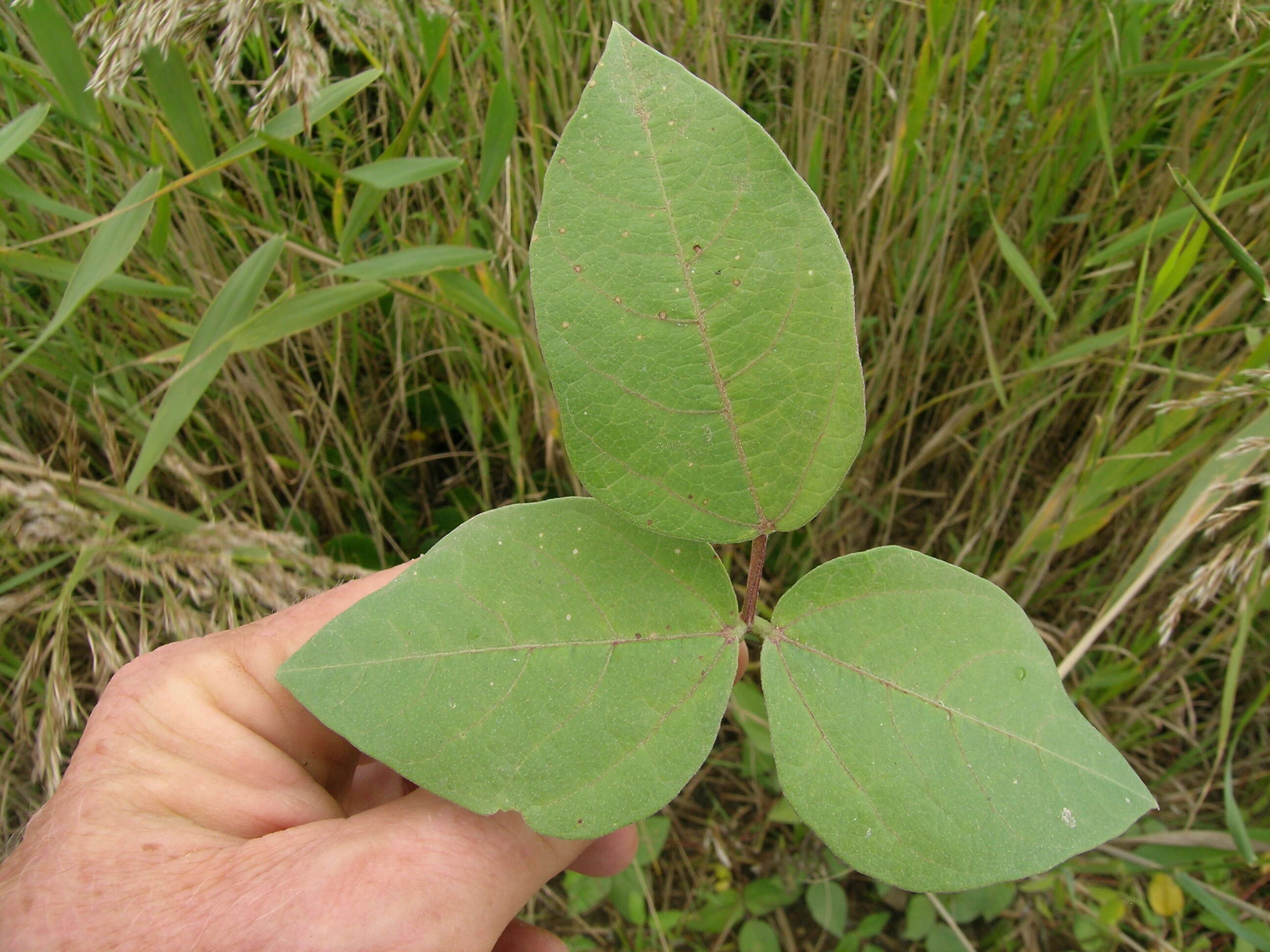 Vigna luteola (Jacq.) Benth. resmi