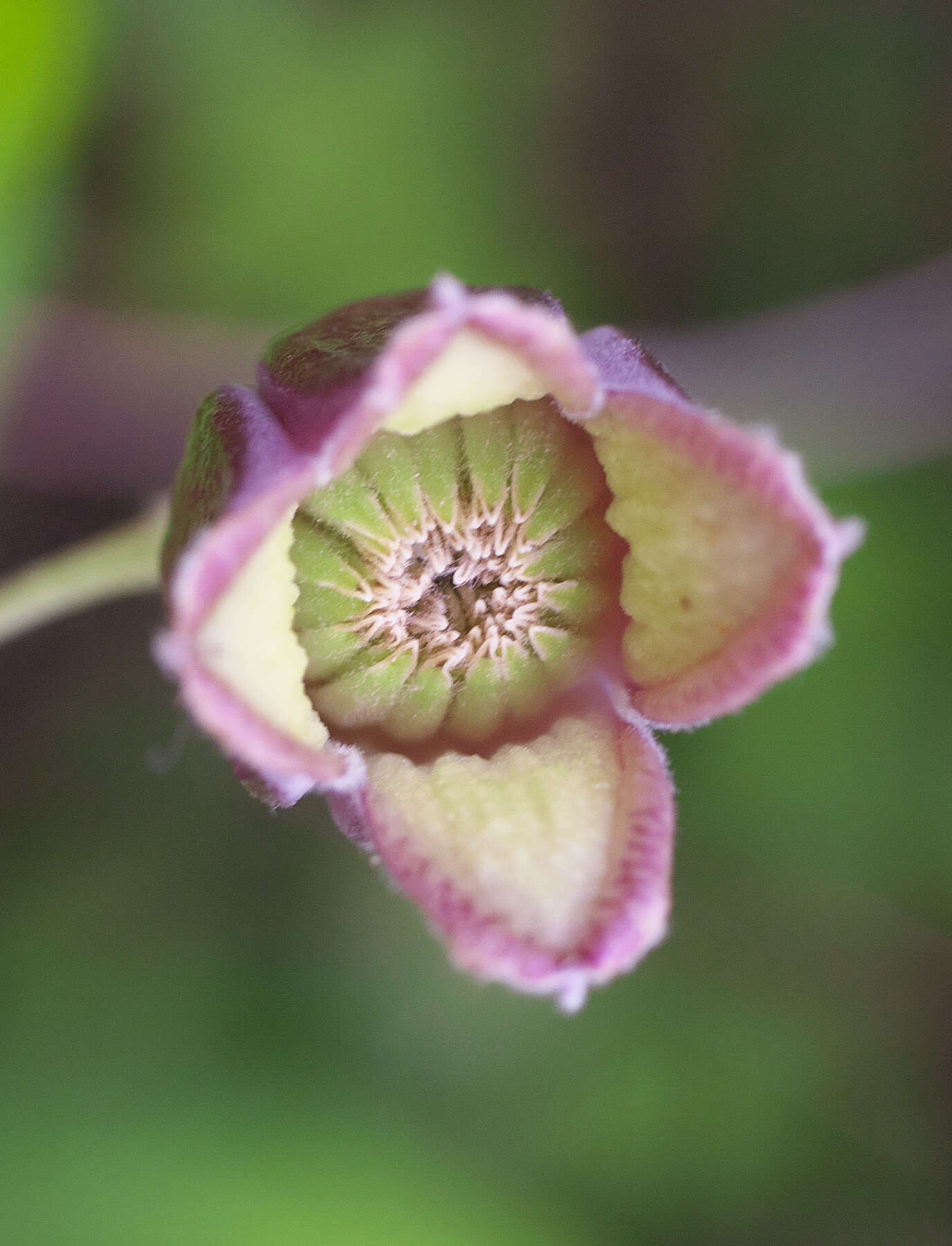 Image of Clematis japonica Thunb.