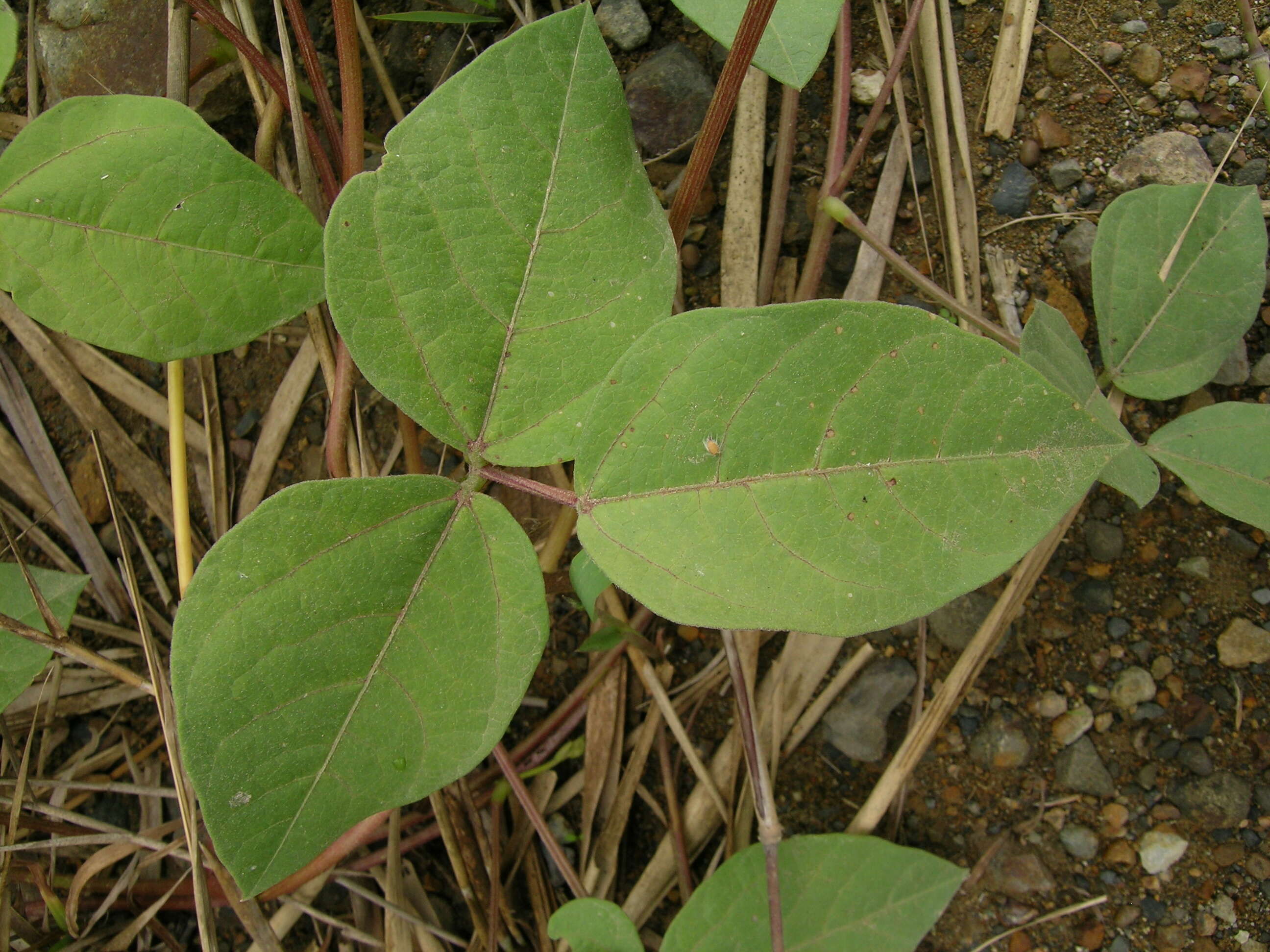 Image of hairypod cowpea