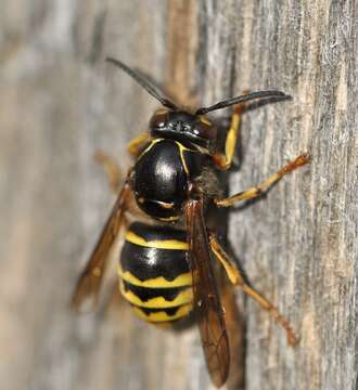 Image of median wasp