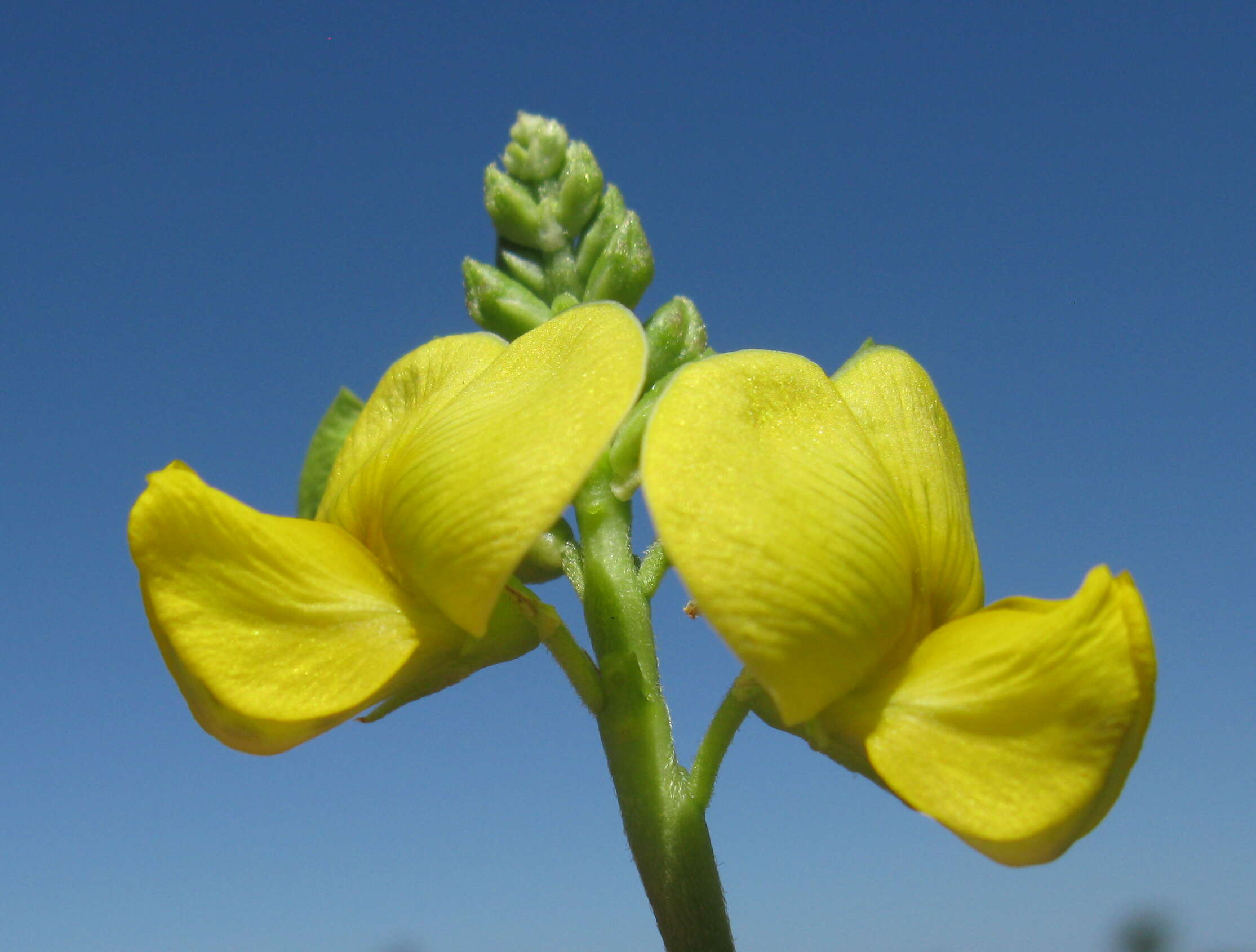 Image of hairypod cowpea