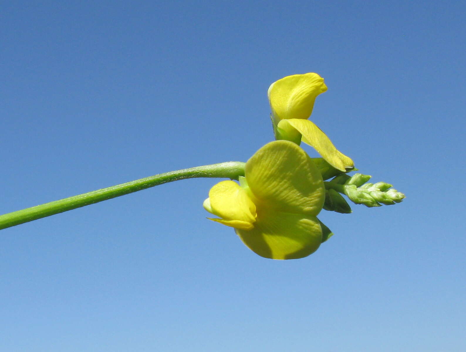 Image of hairypod cowpea