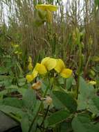 Image of hairypod cowpea