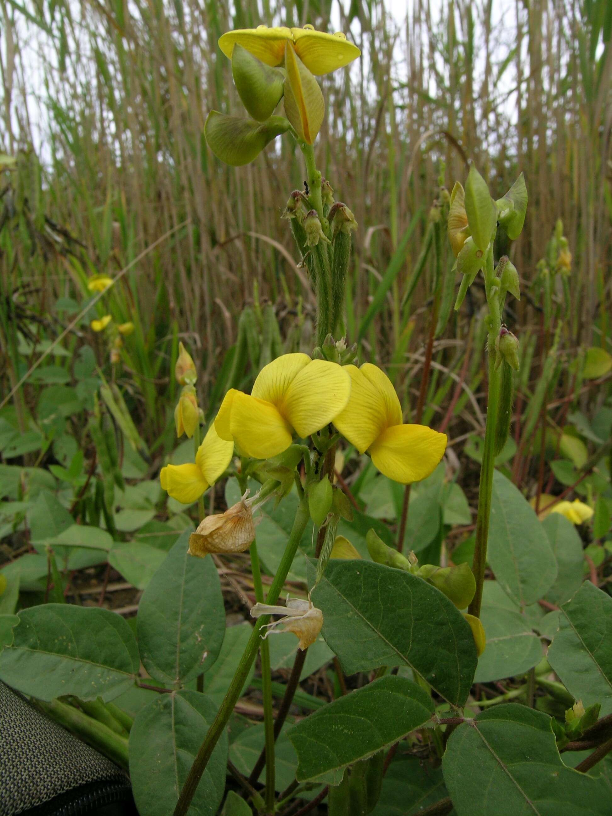 Vigna luteola (Jacq.) Benth. resmi