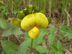 Image of hairypod cowpea