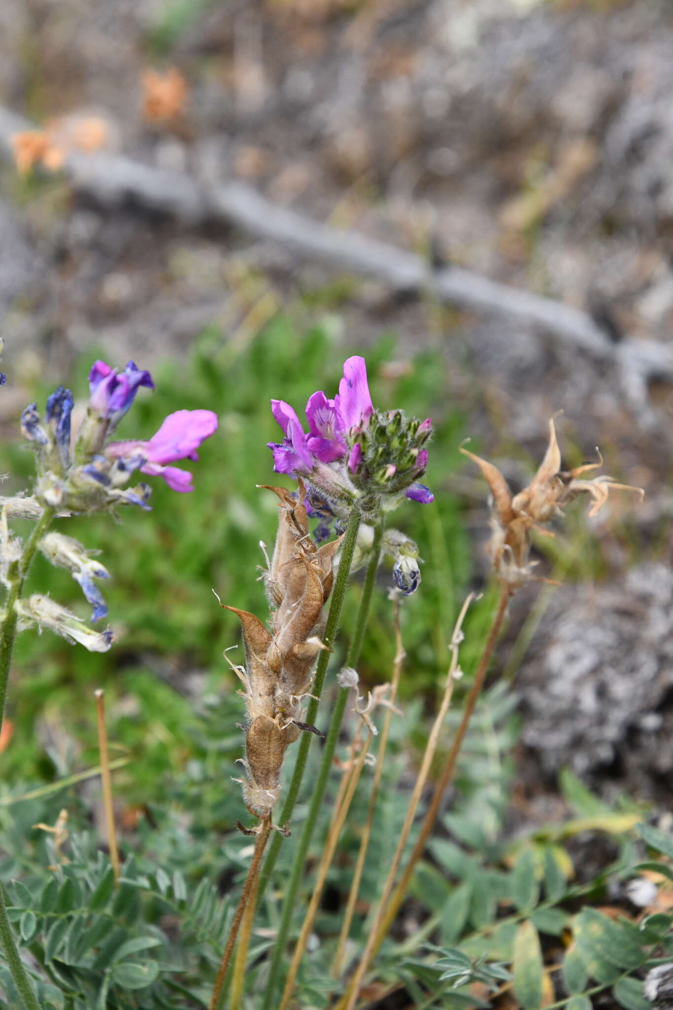 Image of Oxytropis arctica subsp. taimyrensis