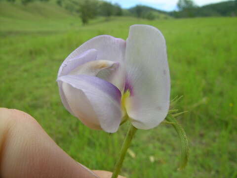 Слика од Vigna vexillata (L.) A. Rich.