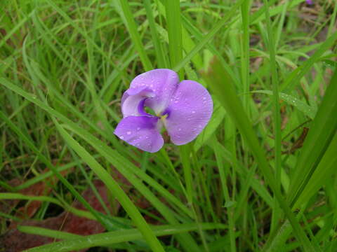 Слика од Vigna vexillata (L.) A. Rich.