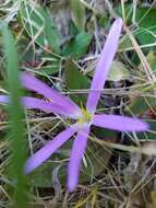 Image de Colchicum montanum L.