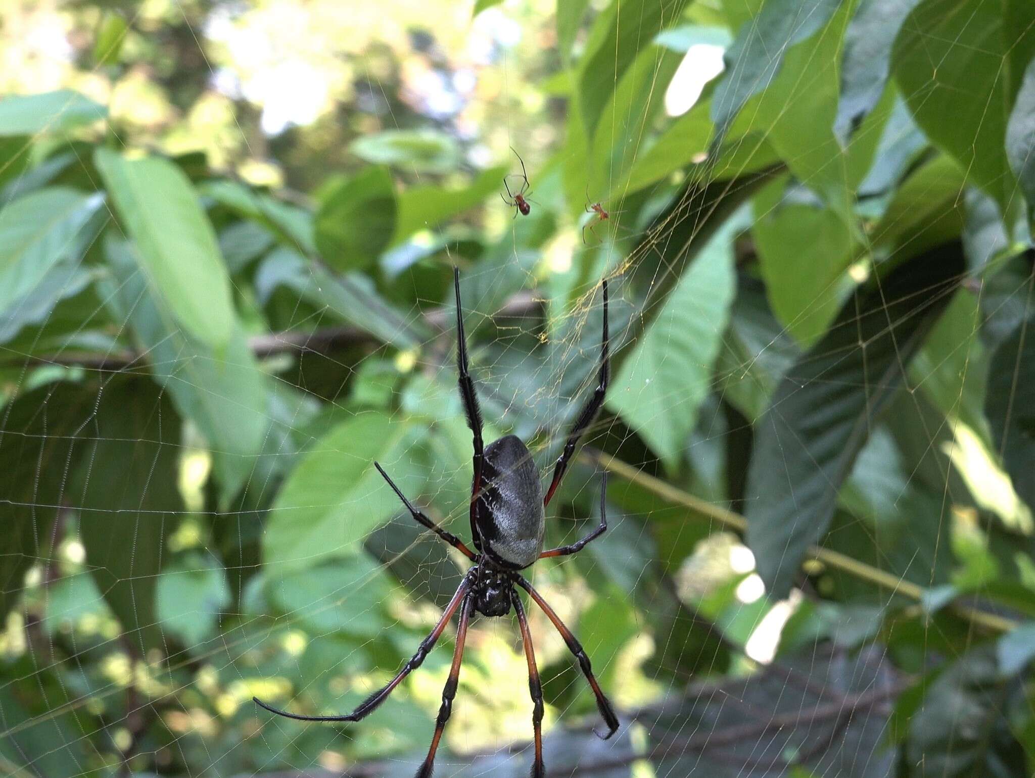 Imagem de Nephila comorana Strand 1916