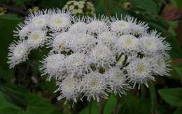 صورة Ageratina adenophora (Spreng.) R. King & H. Rob.