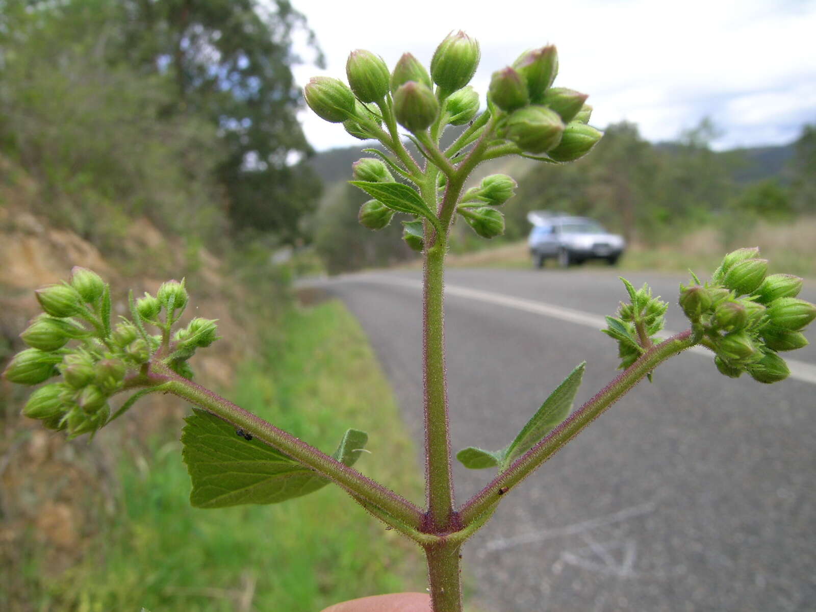 Image of sticky snakeroot