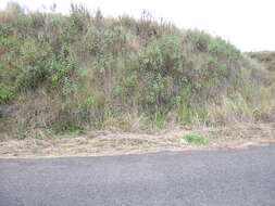 Image of sticky snakeroot