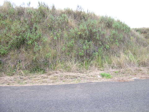 صورة Ageratina adenophora (Spreng.) R. King & H. Rob.