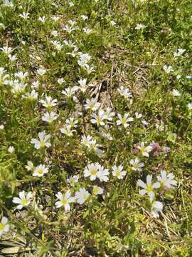 Image of doubtful chickweed