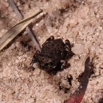 Image of Tradouw's Mountain Toad