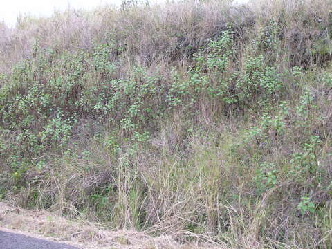 Image of sticky snakeroot