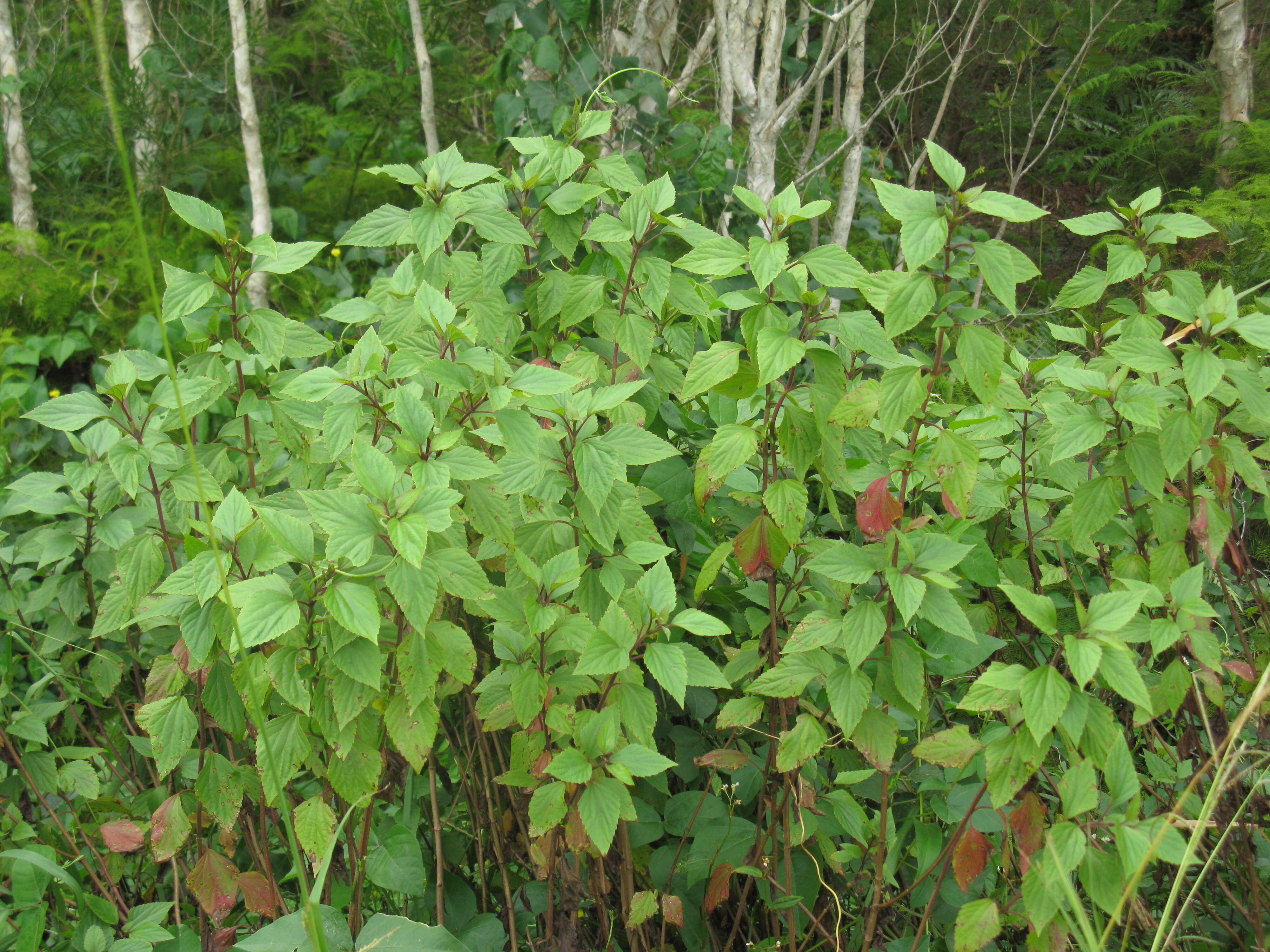 صورة Ageratina adenophora (Spreng.) R. King & H. Rob.