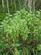 صورة Ageratina adenophora (Spreng.) R. King & H. Rob.