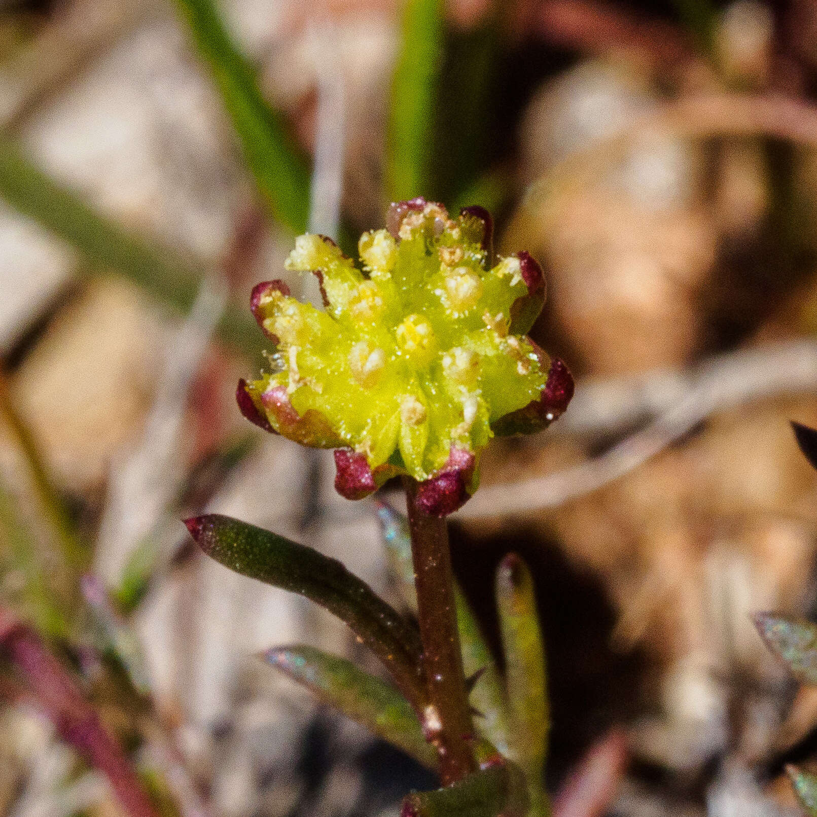 Image of Brachyscome perpusilla (Steetz) J. Black