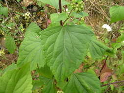 صورة Ageratina adenophora (Spreng.) R. King & H. Rob.